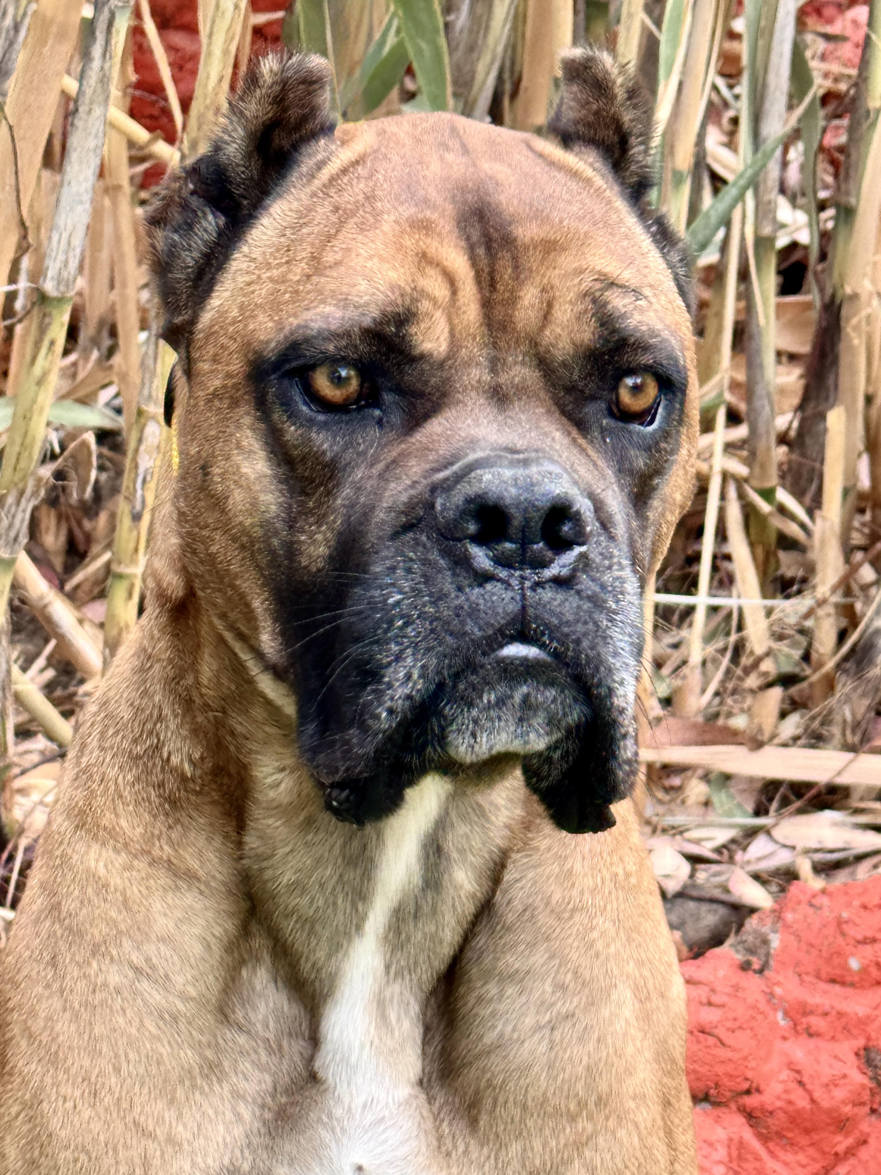 Enlarge Loaf - CaT FrieNdlY, a Adoptable mixed breed in Van Nuys, CA image 1/5