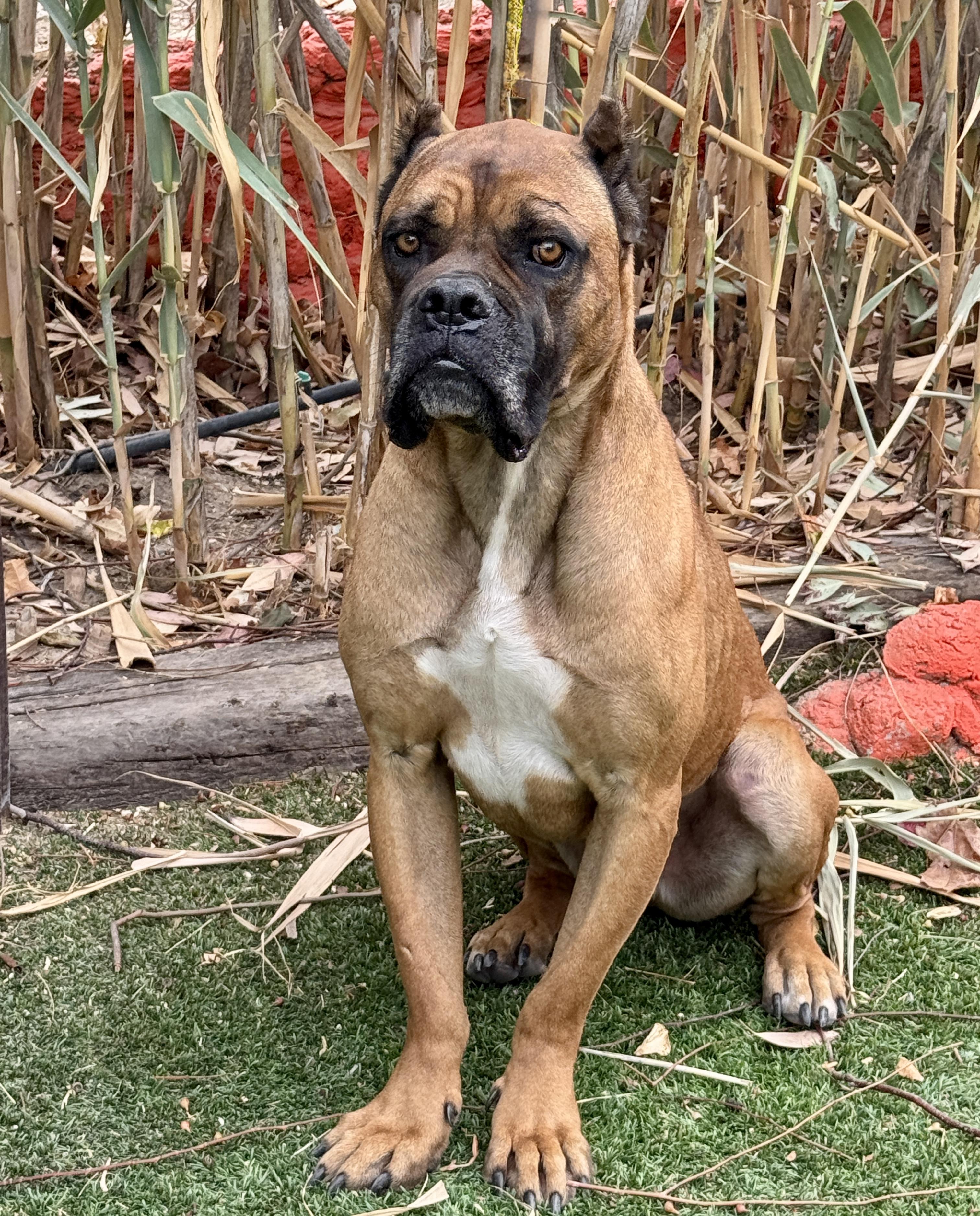 Enlarge Loaf - CaT FrieNdlY, a Adoptable mixed breed in Van Nuys, CA image 2/5