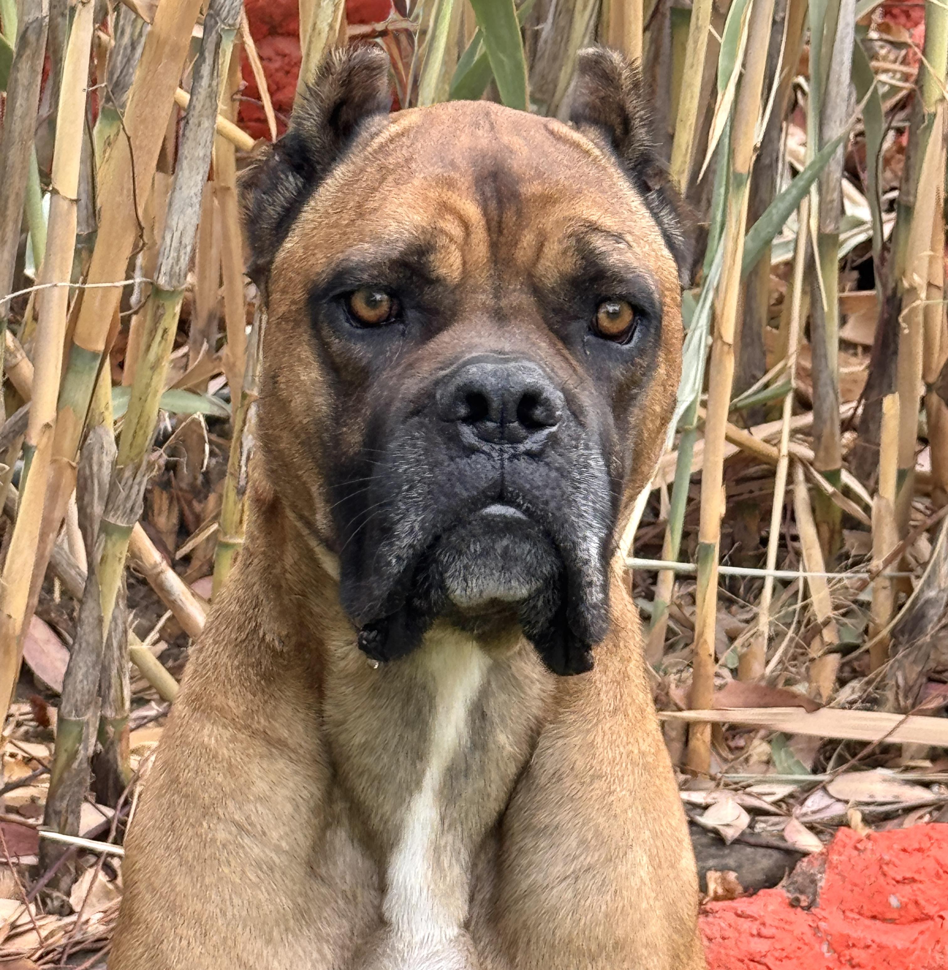Enlarge Loaf - CaT FrieNdlY, a Adoptable mixed breed in Van Nuys, CA image 4/5
