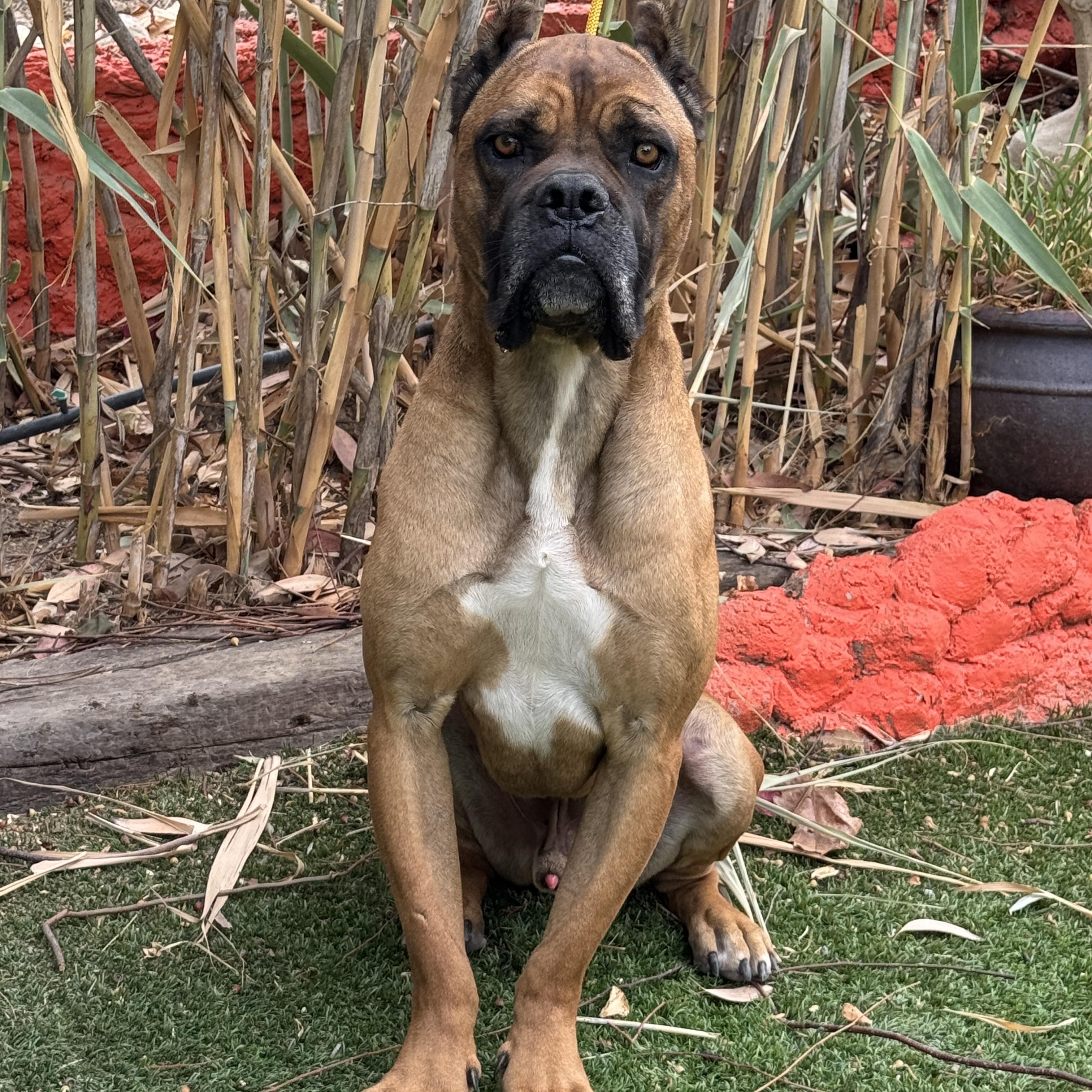 Enlarge Loaf - CaT FrieNdlY, a Adoptable mixed breed in Van Nuys, CA image 5/5