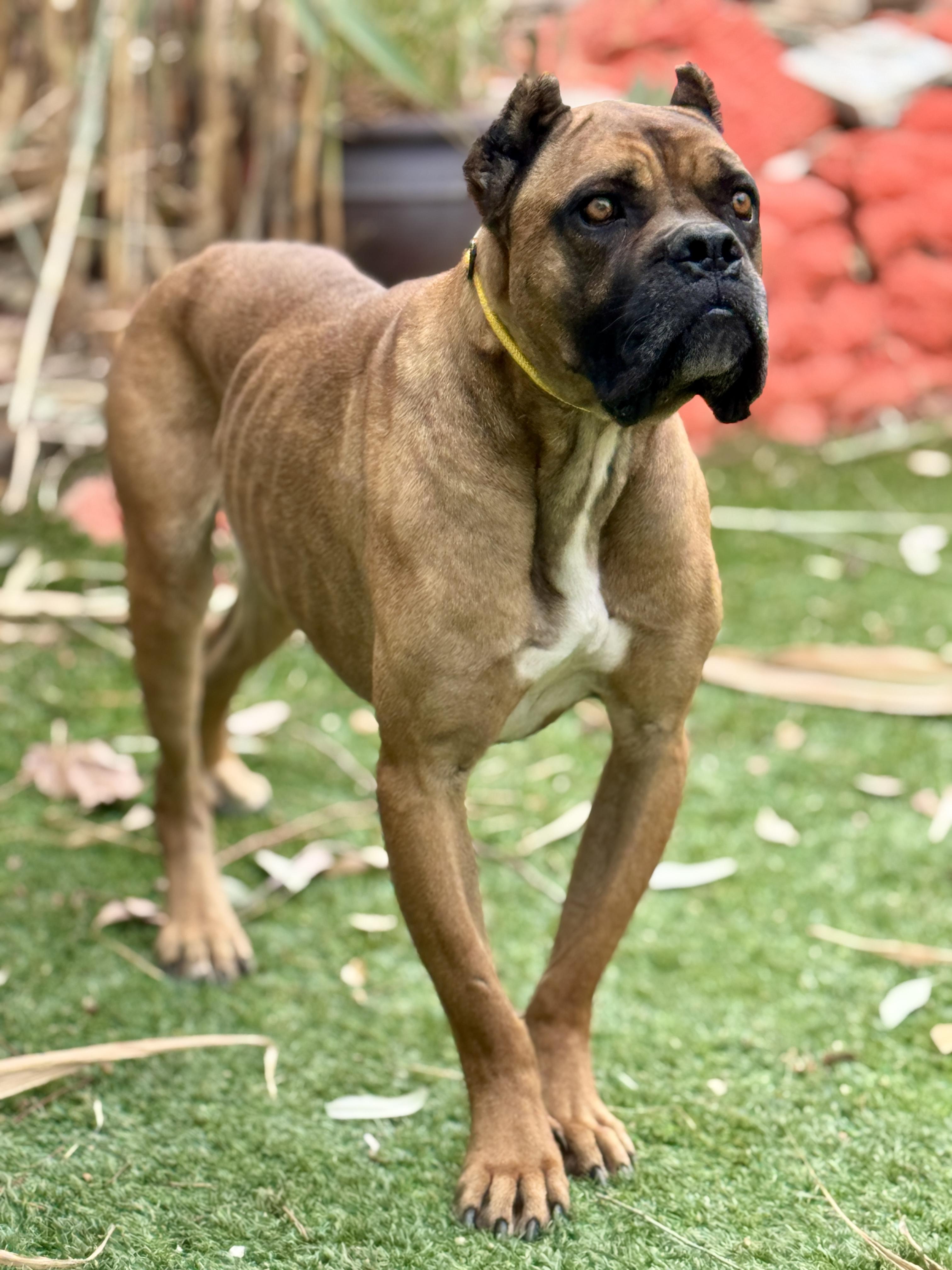 Enlarge Loaf - CaT FrieNdlY, a Adoptable mixed breed in Van Nuys, CA image 3/5