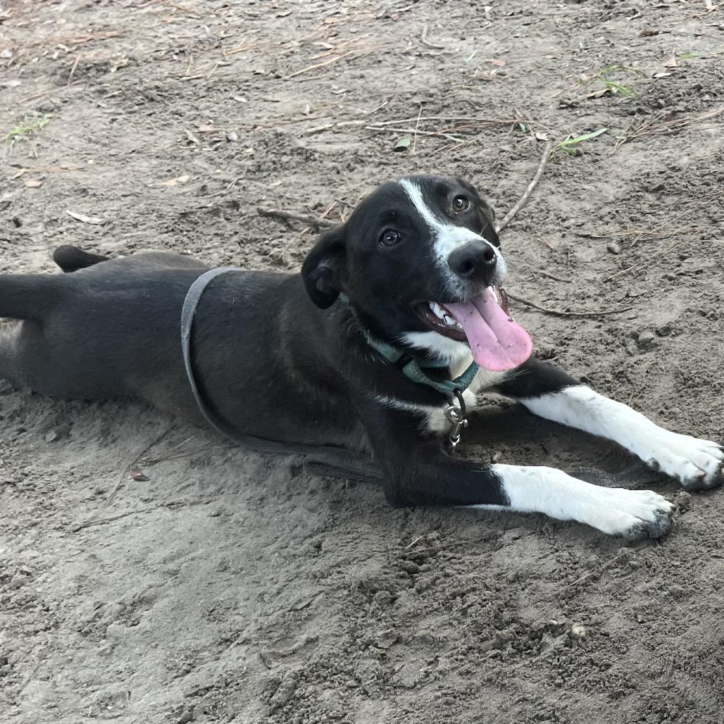 Enlarge Mocha @ Foster, a Adoptable Shepherd in Summerville, SC image 1/5