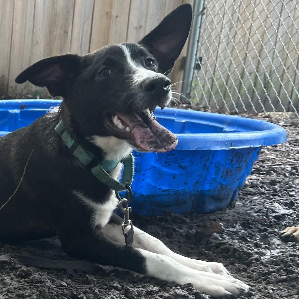 Enlarge Mocha @ Foster, a Adoptable Shepherd in Summerville, SC image 2/5