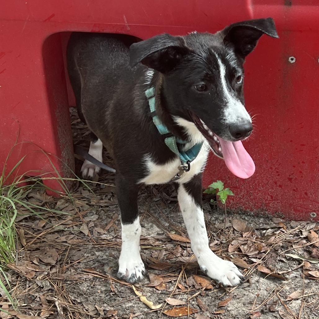 Enlarge Mocha @ Foster, a Adoptable Shepherd in Summerville, SC image 4/5