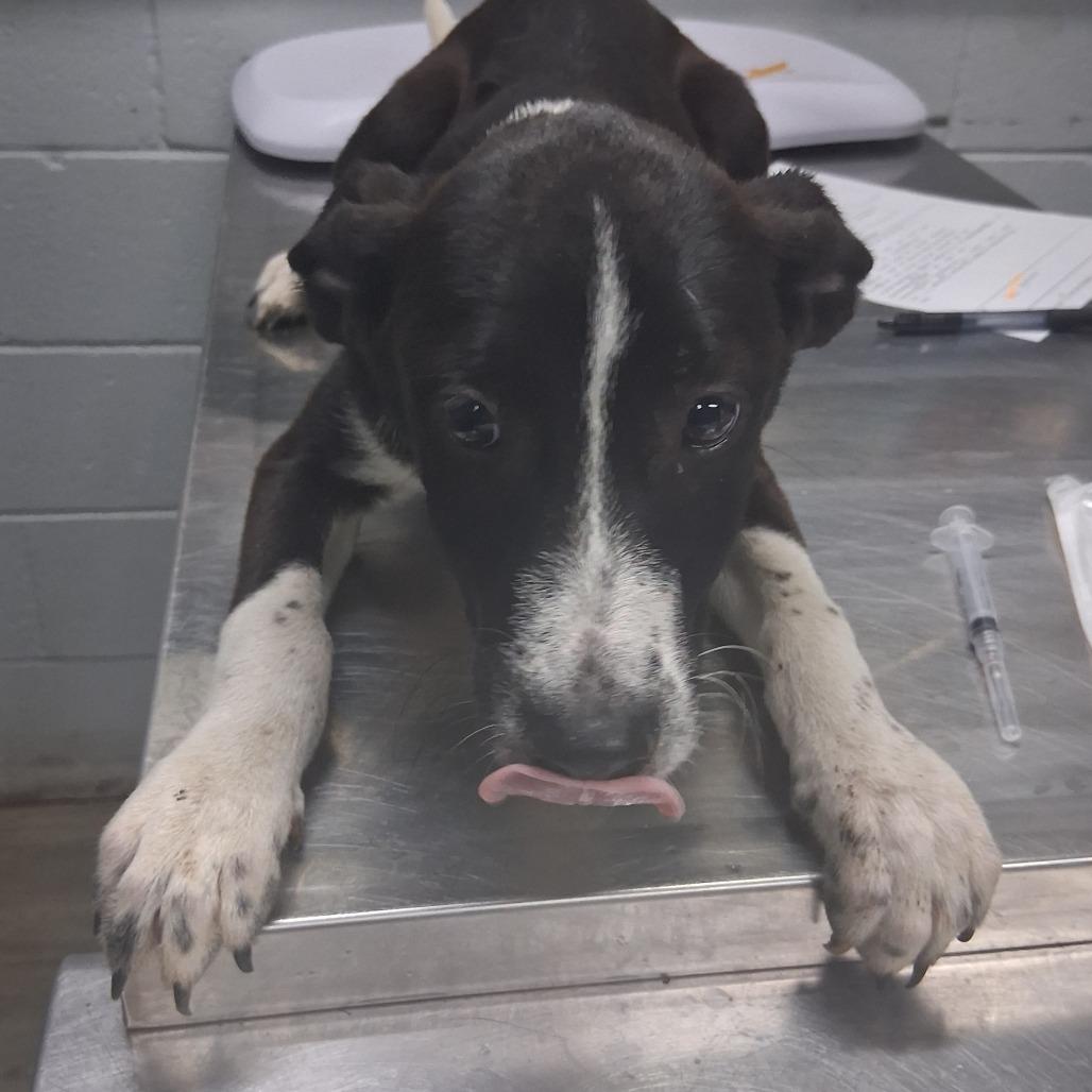 Enlarge Mocha @ Foster, a Adoptable Shepherd in Summerville, SC image 5/5