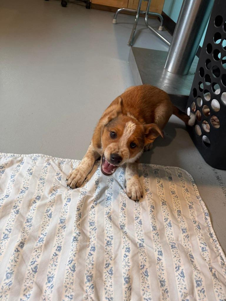 SH2 Azriel, Adoptable, Puppy Male Shetland Sheepdog / Sheltie & Australian Cattle Dog / Blue Heeler.