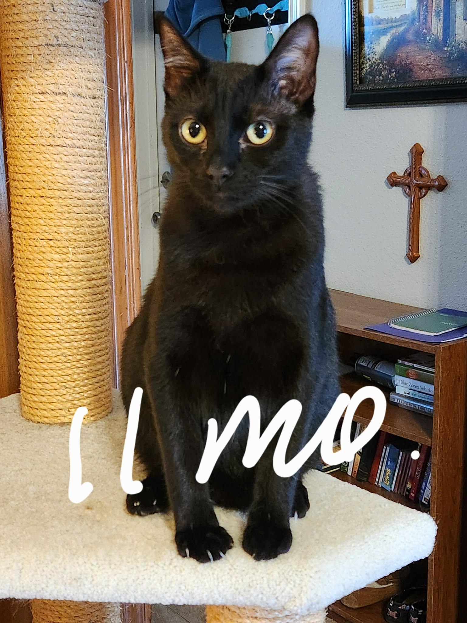 Sawyer, Adoptable, Young Male Domestic Short Hair.