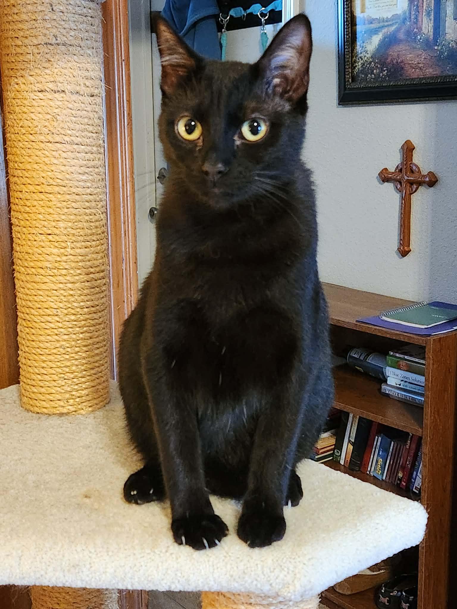 Sawyer, Adoptable, Young Male Domestic Short Hair.