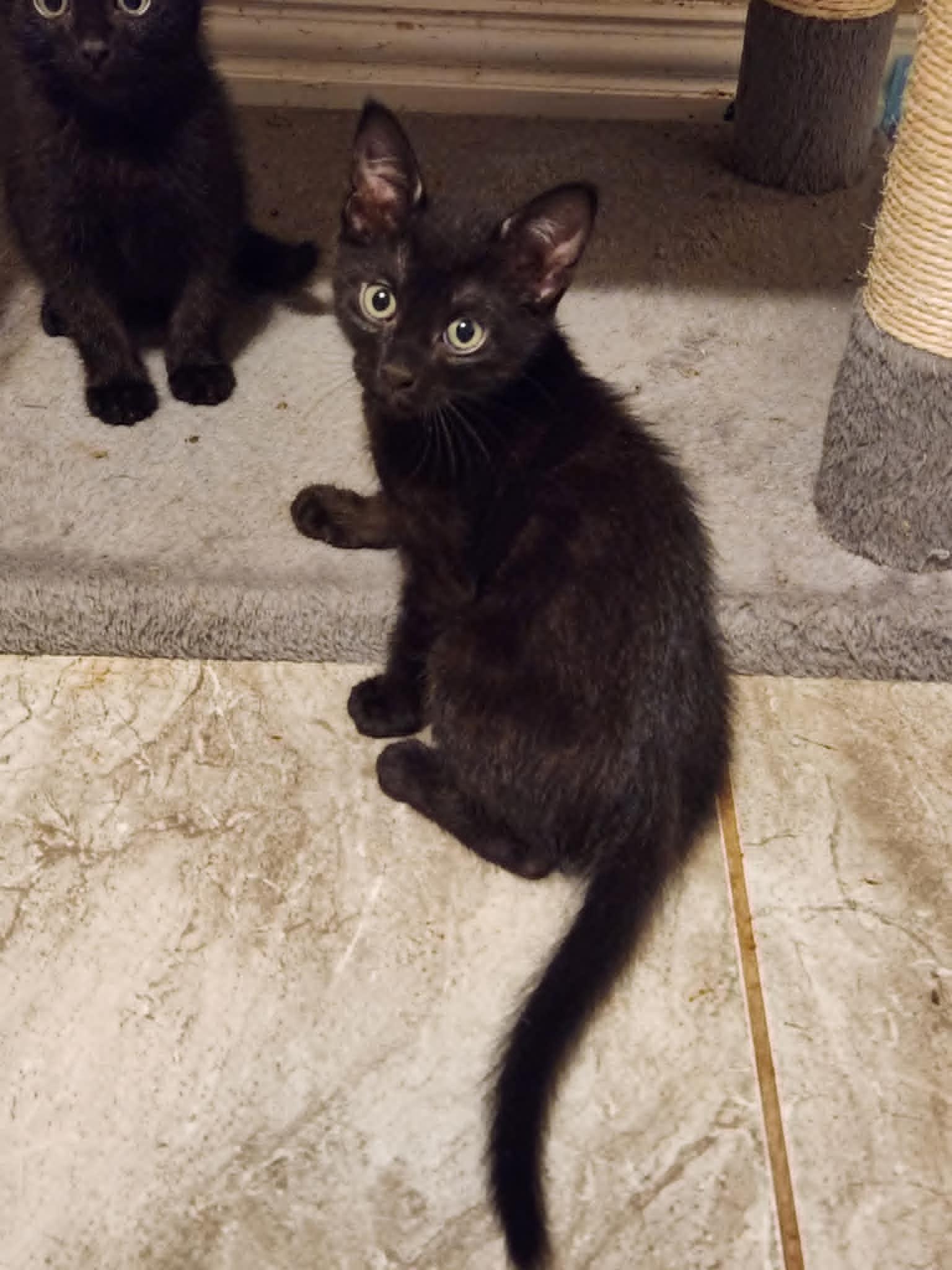 Enlarge Sawyer, a Adoptable Domestic Short Hair in Mansfield, TX image 2/3