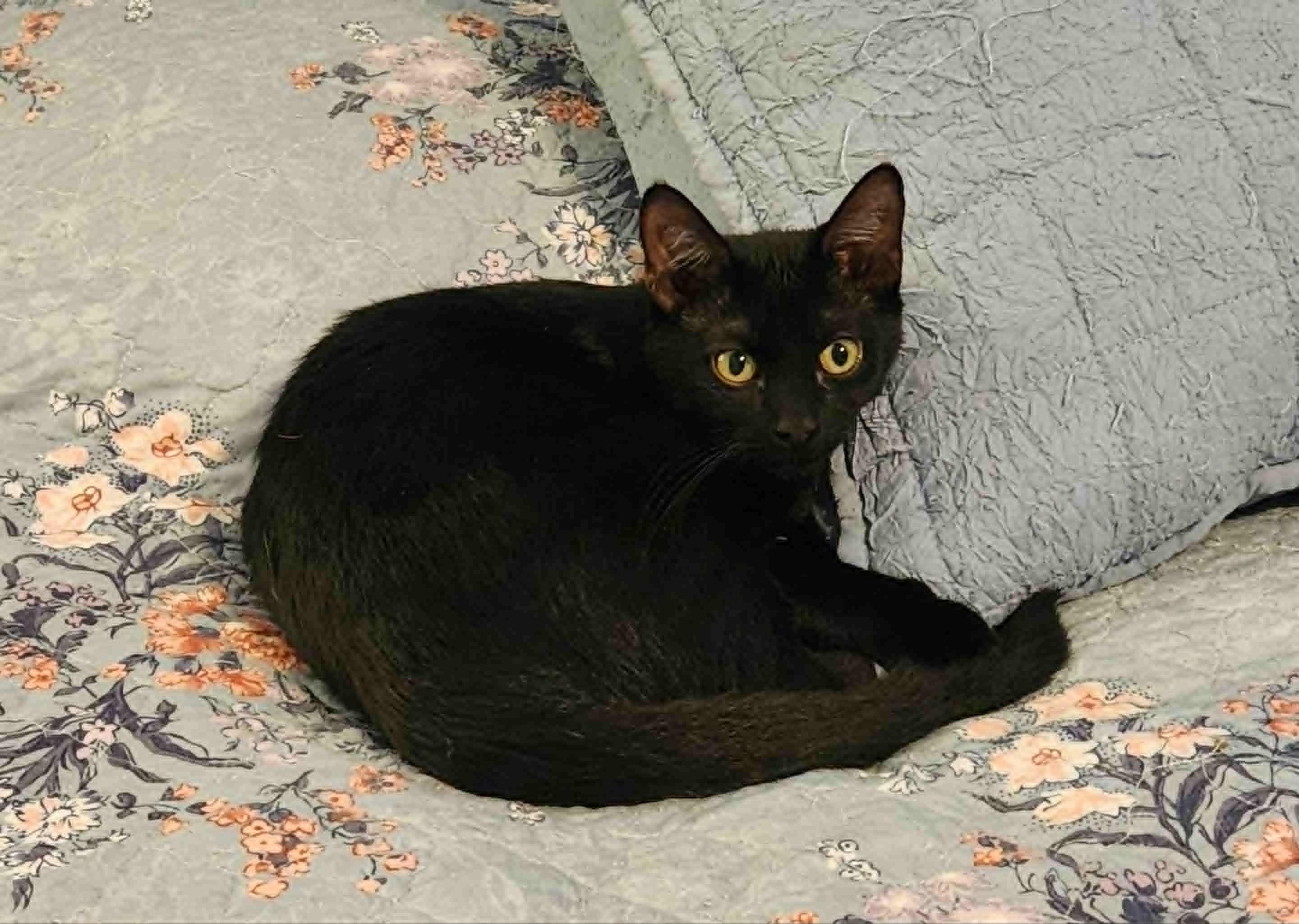 Sawyer, Adoptable, Young Male Domestic Short Hair.