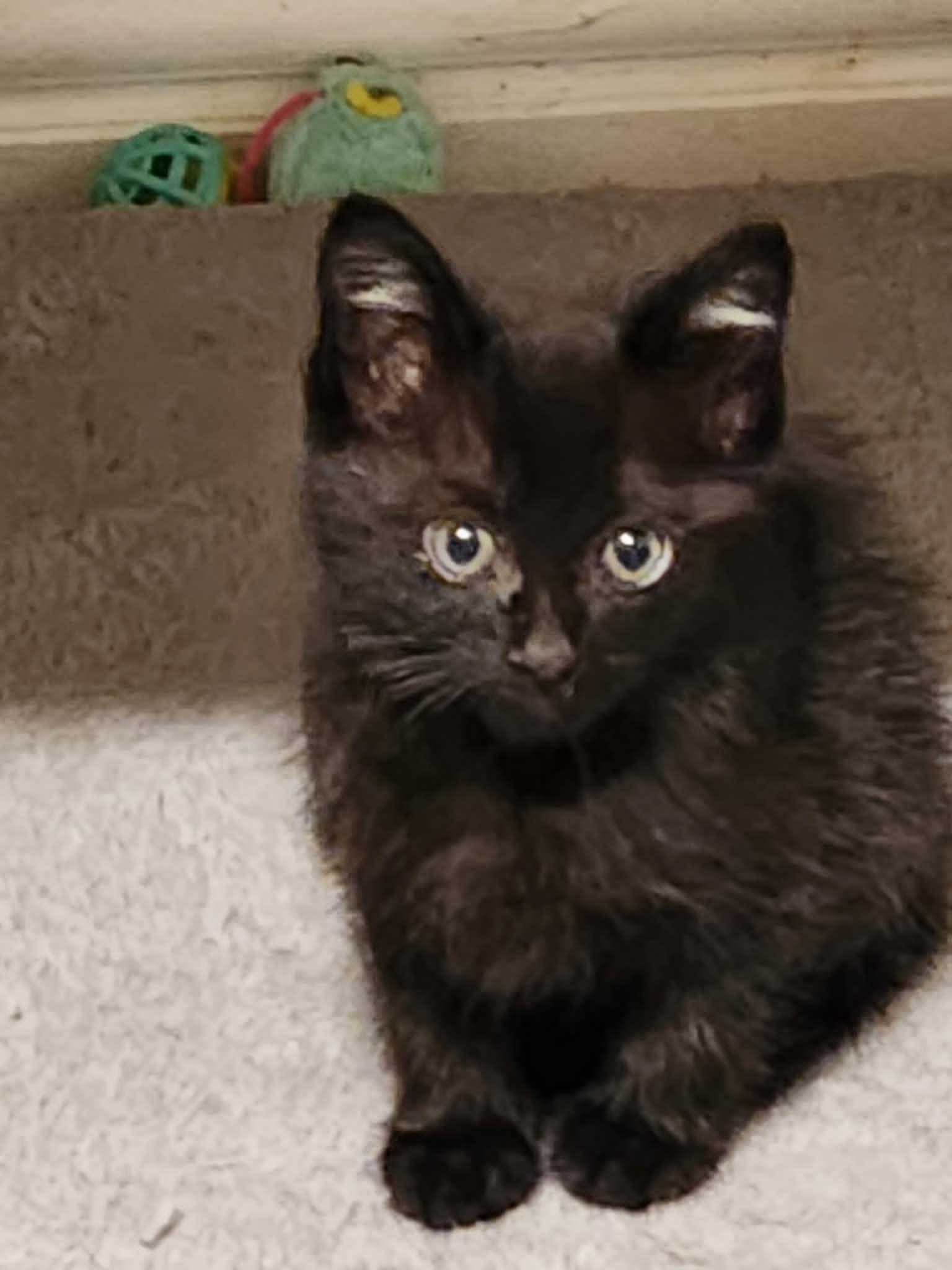 Enlarge Sawyer, a Adoptable Domestic Short Hair in Mansfield, TX image 3/3