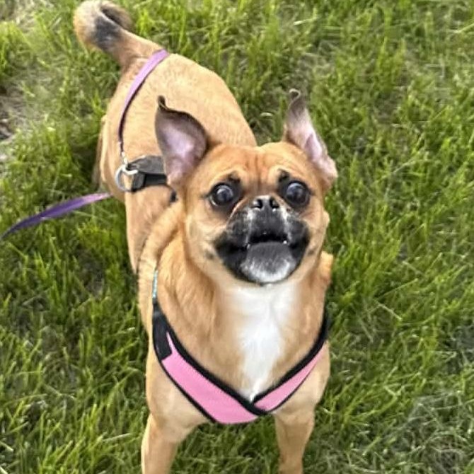 Enlarge Honey, a ADOPTABLE mixed breed in Des Moines, IA image 3/4