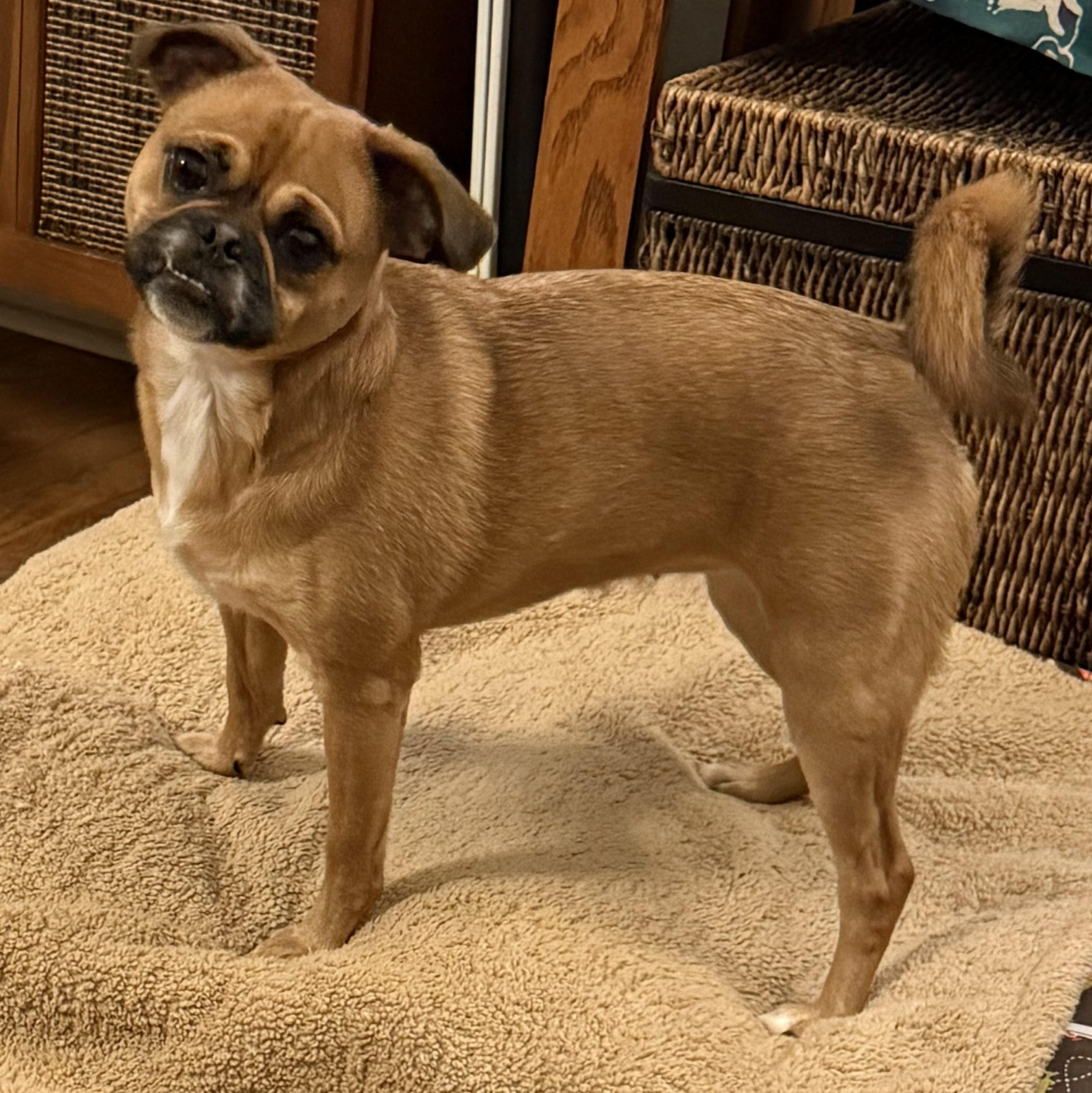 Enlarge Honey, a ADOPTABLE mixed breed in Des Moines, IA image 1/4