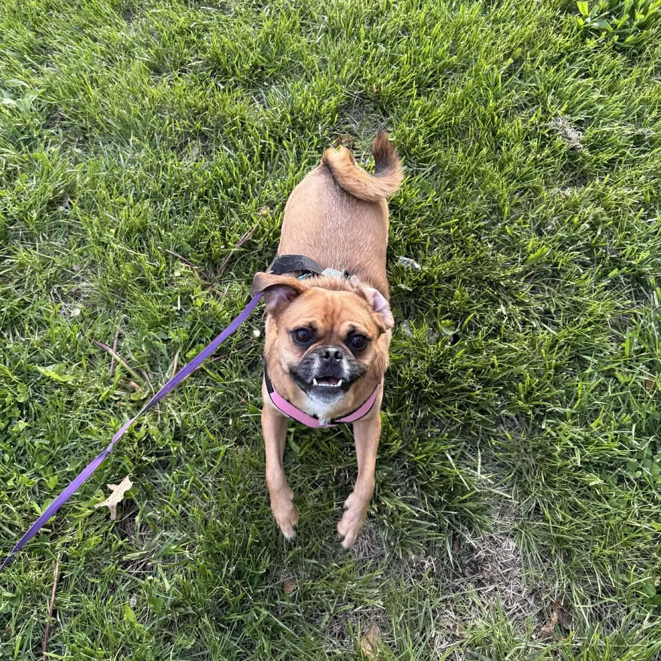 Enlarge Honey, a ADOPTABLE mixed breed in Des Moines, IA image 4/4