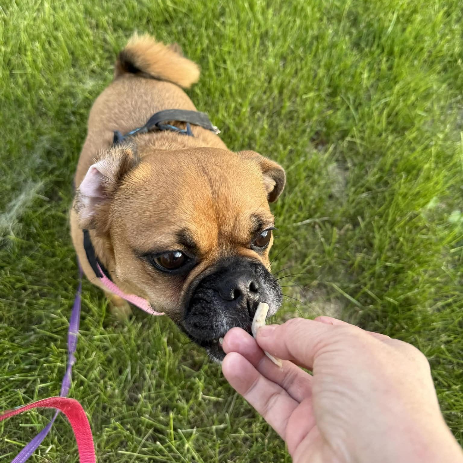 Enlarge Honey, a ADOPTABLE mixed breed in Des Moines, IA image 2/4