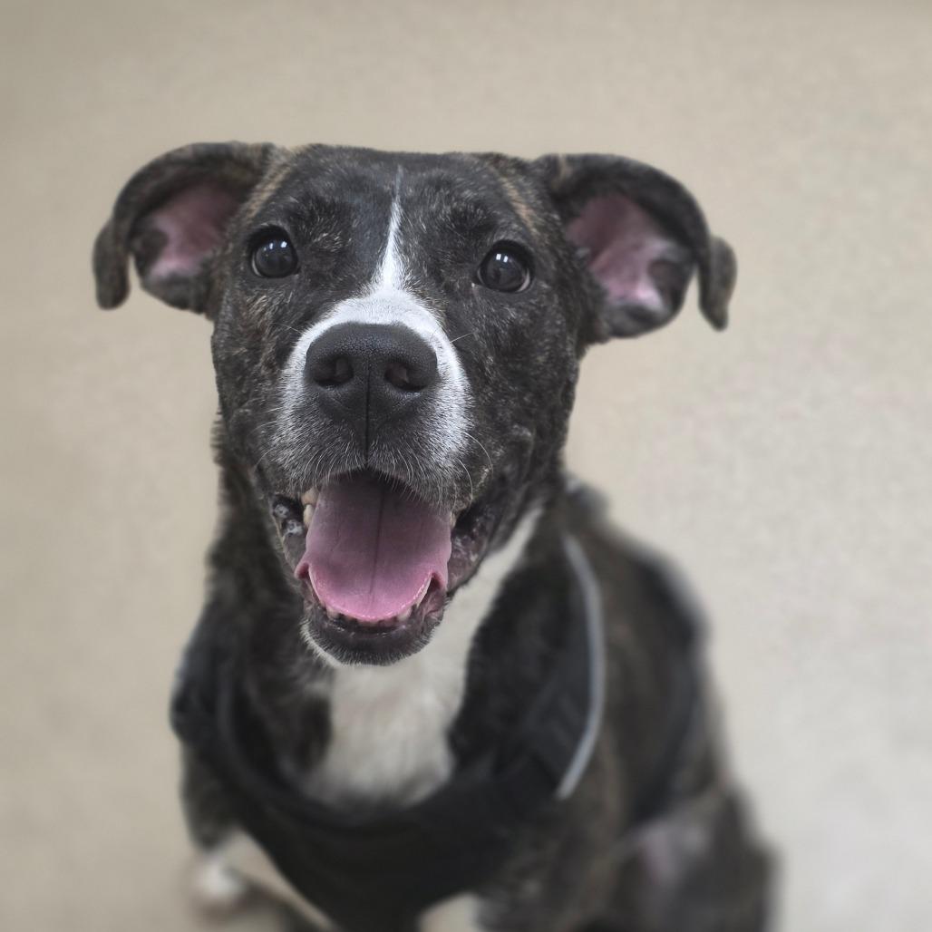 Amber, a Adoptable Pit Bull Terrier in Chatham, VA image 1/4