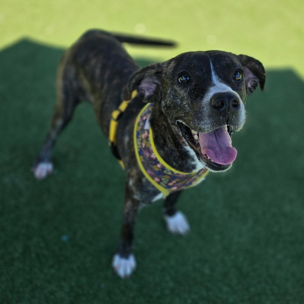 Amber, a Adoptable Pit Bull Terrier in Chatham, VA image 2/6