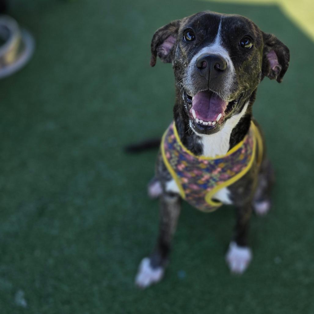 Amber, a Adoptable Pit Bull Terrier in Chatham, VA image 3/6