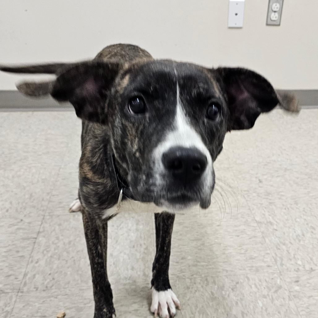 Amber, Adoptable, Young Female Pit Bull Terrier.