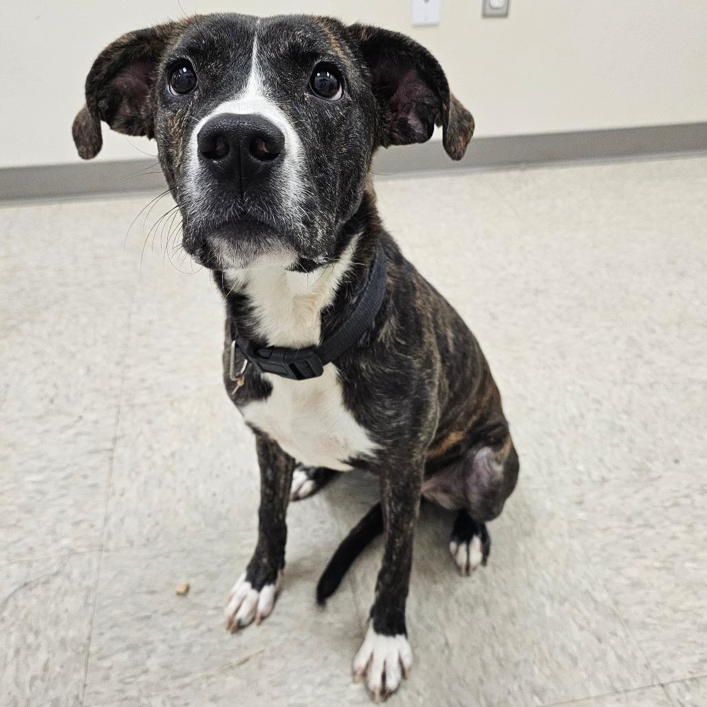 Amber, a Adoptable Pit Bull Terrier in Chatham, VA image 2/2