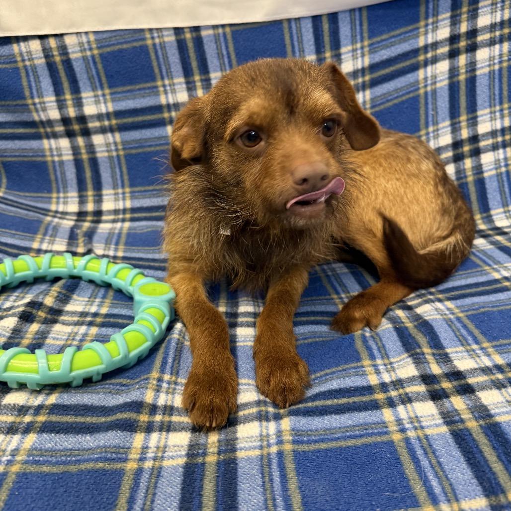 Enlarge Jack, a Adoptable Chihuahua in Houston, TX image 2/4