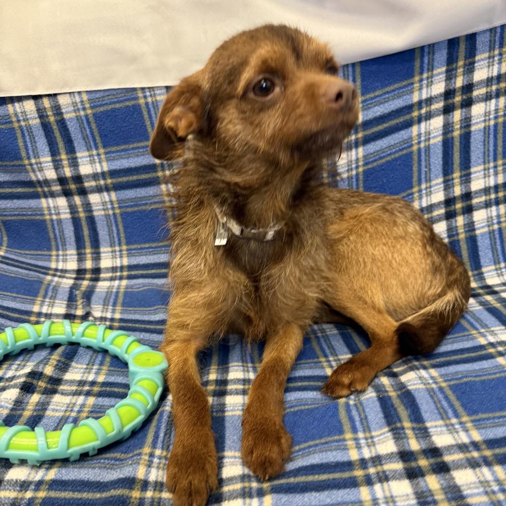 Enlarge Jack, a Adoptable Chihuahua in Houston, TX image 3/4