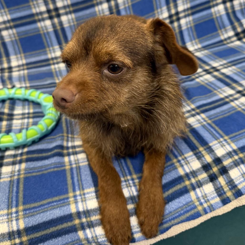 Enlarge Jack, a Adoptable Chihuahua in Houston, TX image 4/4