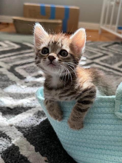 Enlarge Nacua, an adopted Domestic Medium Hair in Pacific Palisades, CA image 2/6