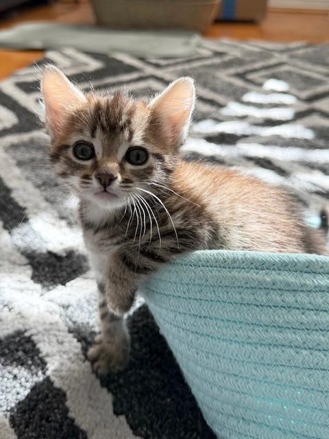 Enlarge Nacua, an adopted Domestic Medium Hair in Pacific Palisades, CA image 5/6