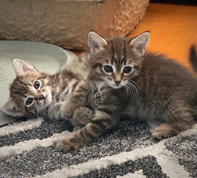 Nacua, adopted, Kitten Female Domestic Medium Hair.