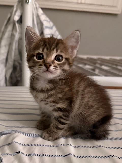 Enlarge Nacua, an adopted Domestic Medium Hair in Pacific Palisades, CA image 4/6