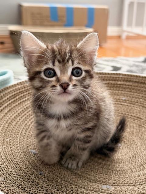 Enlarge Nacua, an adopted Domestic Medium Hair in Pacific Palisades, CA image 3/6