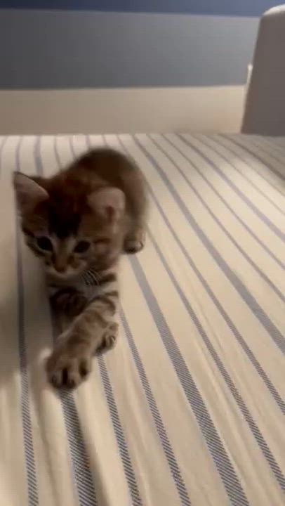 Enlarge Nacua, an adopted Domestic Medium Hair in Pacific Palisades, CA video 6/6