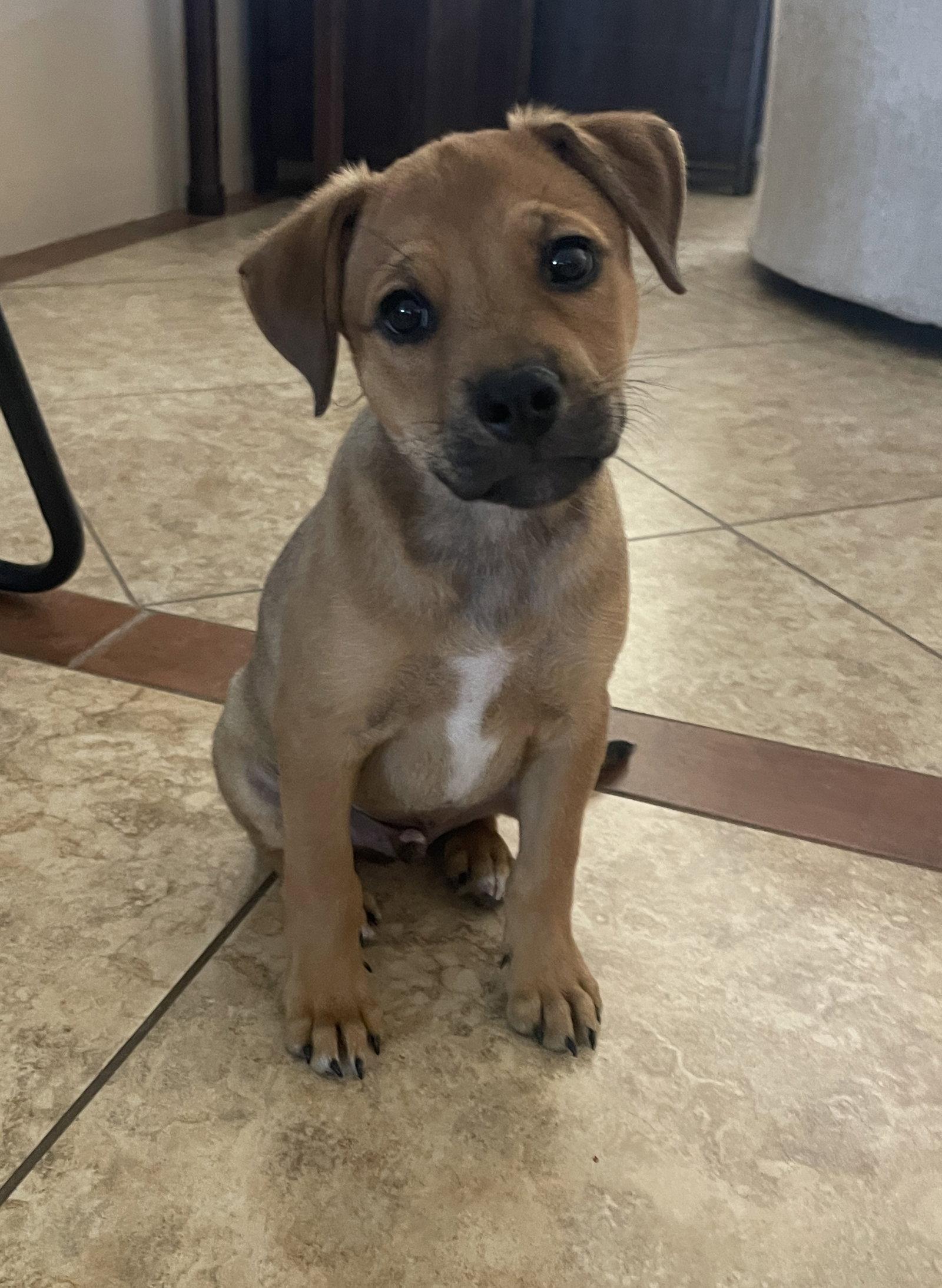 Navi, Adopted, Puppy Male Terrier & Jack Russell Terrier.