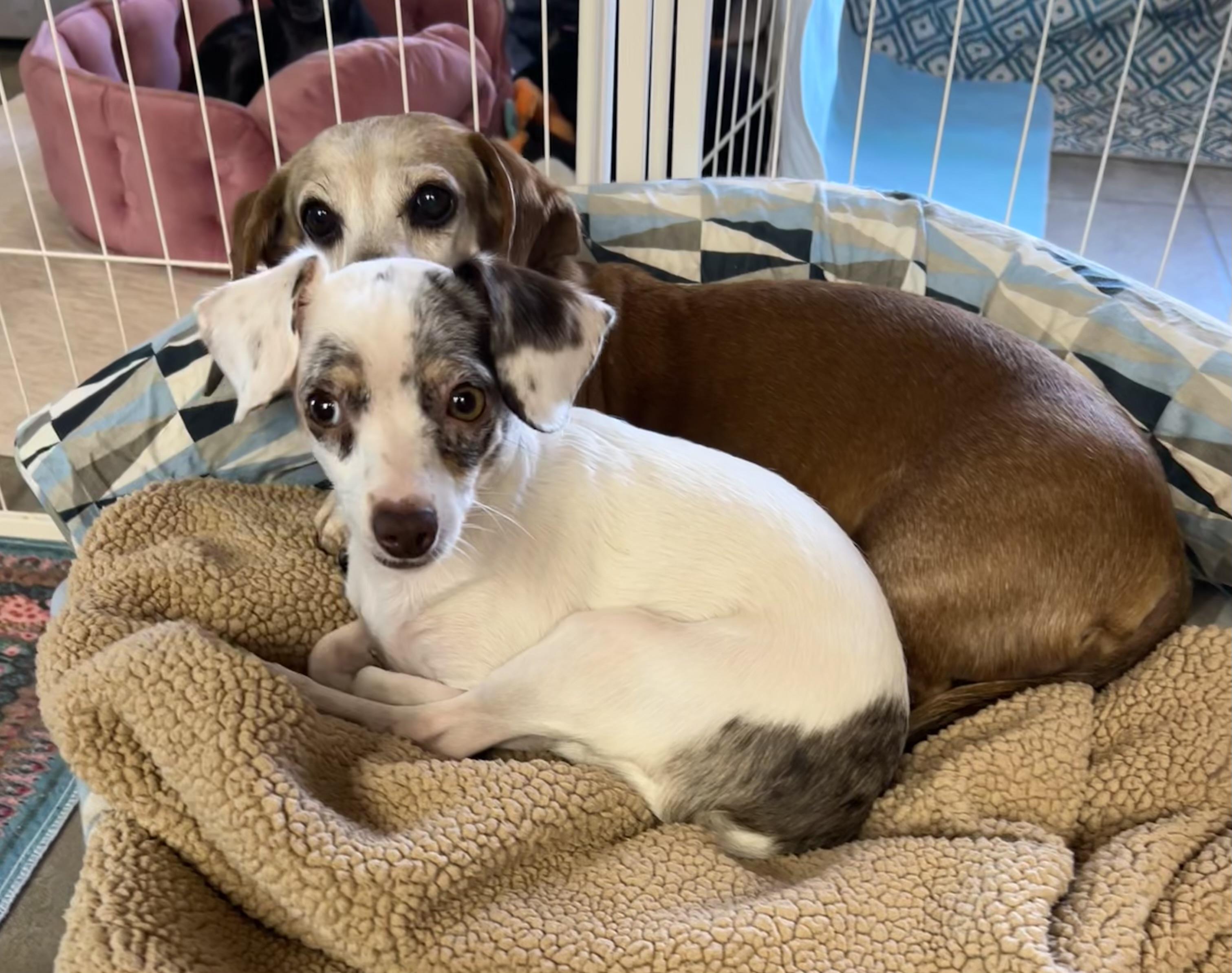 Flower, Adoptable, Young Female Miniature Dachshund & Chihuahua.