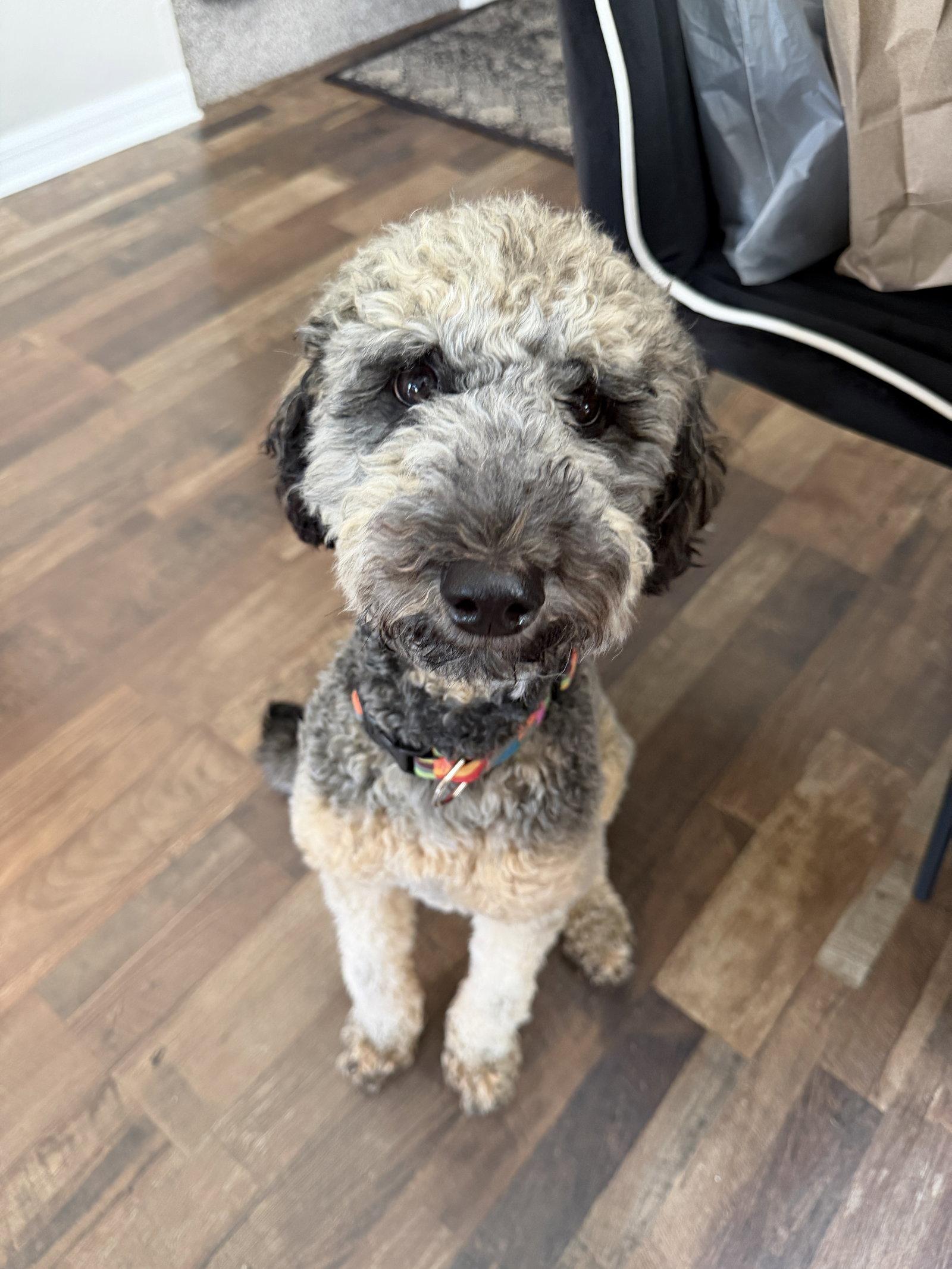 Raven, Adopted, Young Female Poodle & Bernese Mountain Dog.