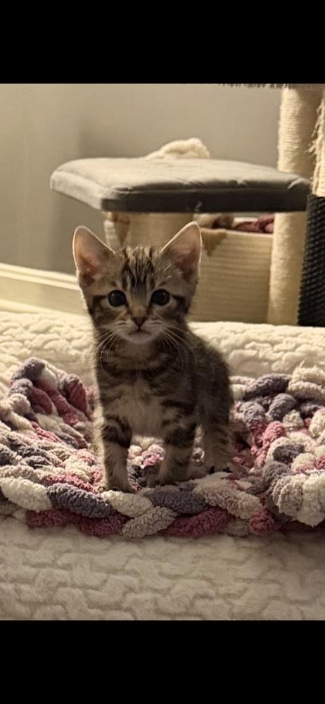 Enlarge Kitten: Bumble Bean *BONDED PAIR with Peppermint*, a Adoptable Domestic Short Hair in catonsville , MD image 5/6