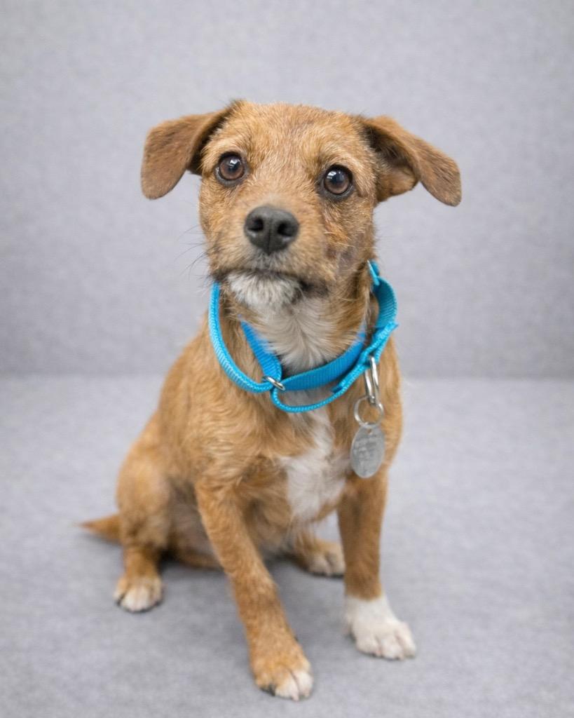 Lobster Roll, Adoptable, Young Female Chihuahua & Poodle.