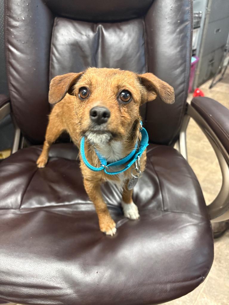 Enlarge Lobster Roll, a Adoptable mixed breed in Reno, NV image 2/3