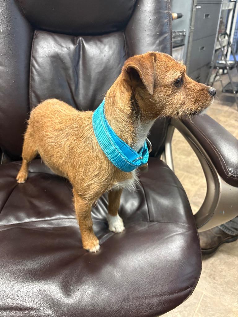 Enlarge Lobster Roll, a Adoptable mixed breed in Reno, NV image 3/3