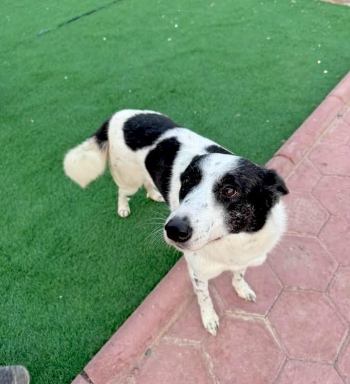 Enlarge Pickles - Foster Needed, a Adoptable mixed breed in Huntingtown, MD image 5/5