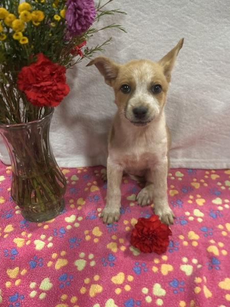 Applejack, a Adoptable mixed breed in El Cajon, CA image 1/2