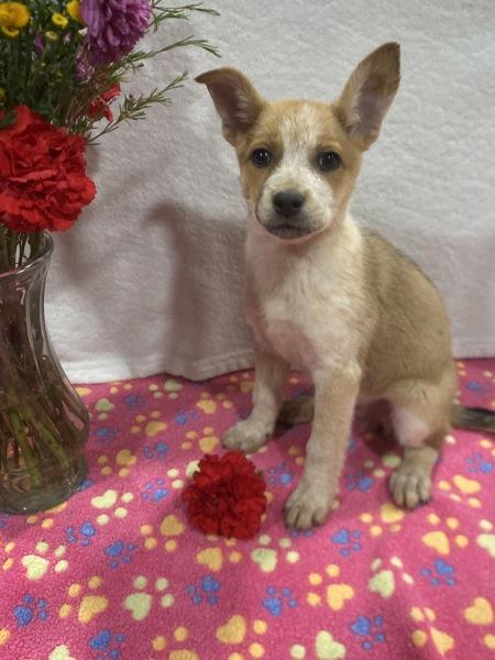 Applejack, a Adoptable mixed breed in El Cajon, CA image 2/2
