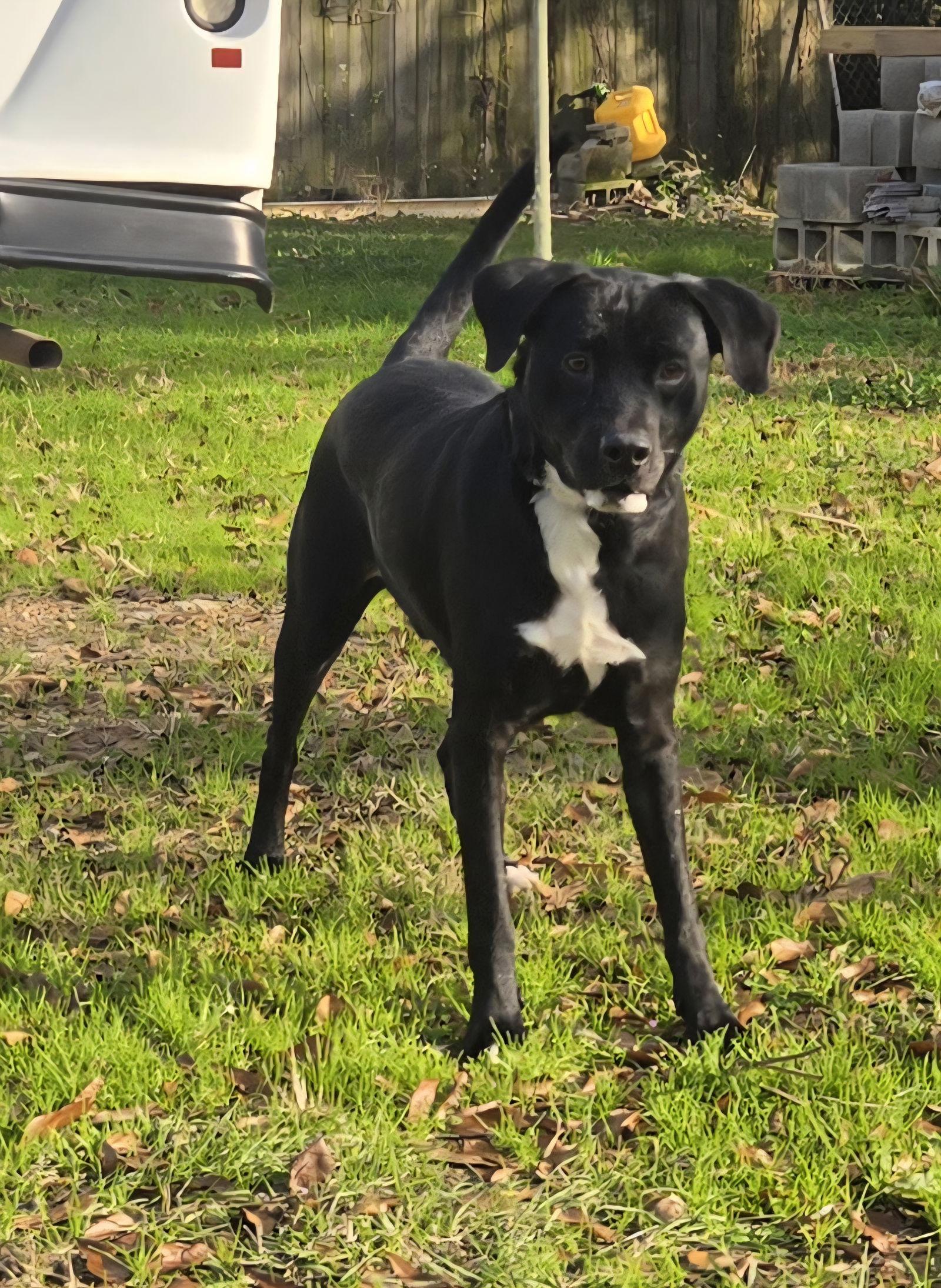 Lucky — thumbnail 2