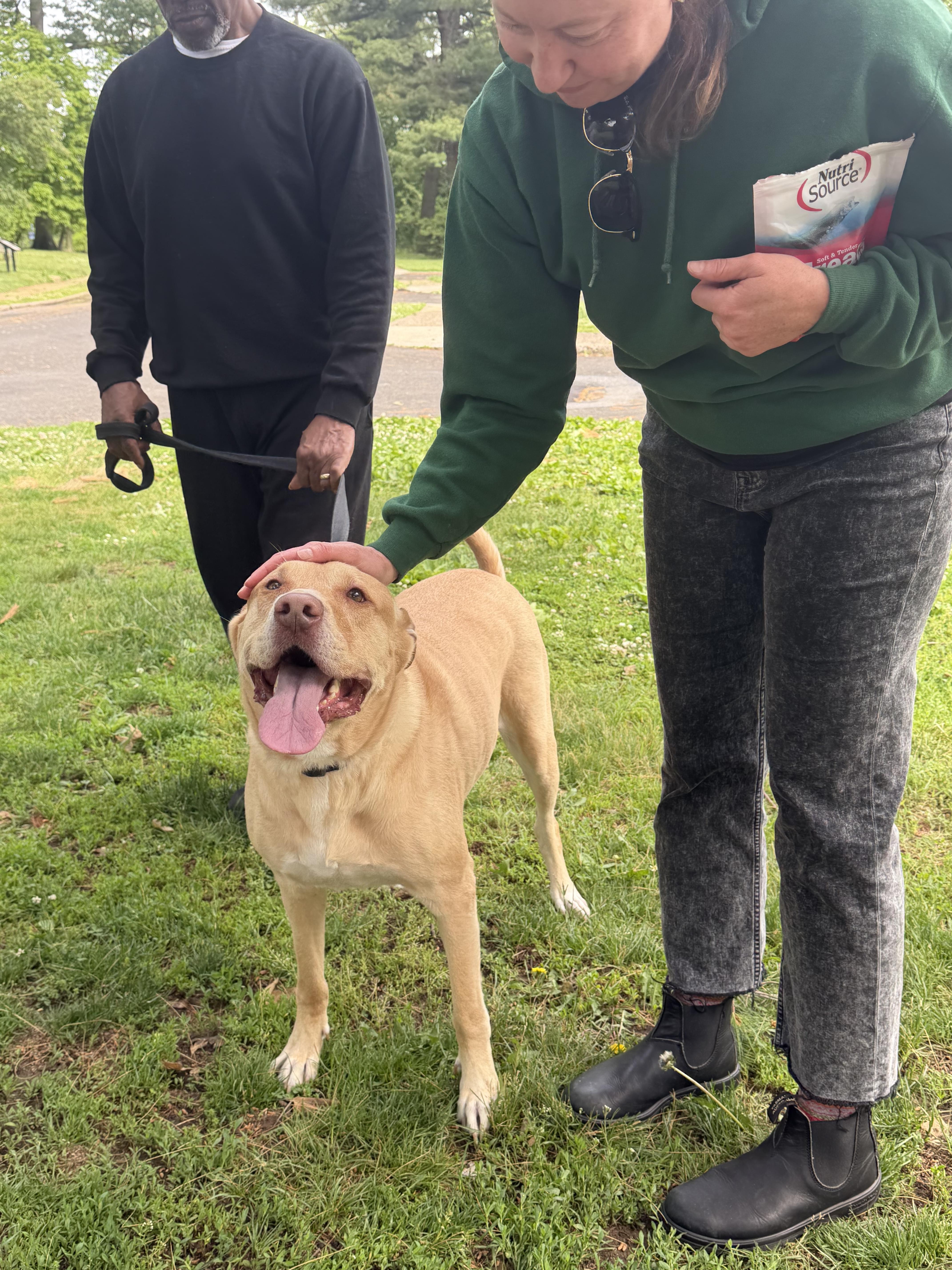 Major, Adoptable, Adult Male Pit Bull Terrier & Boxer.
