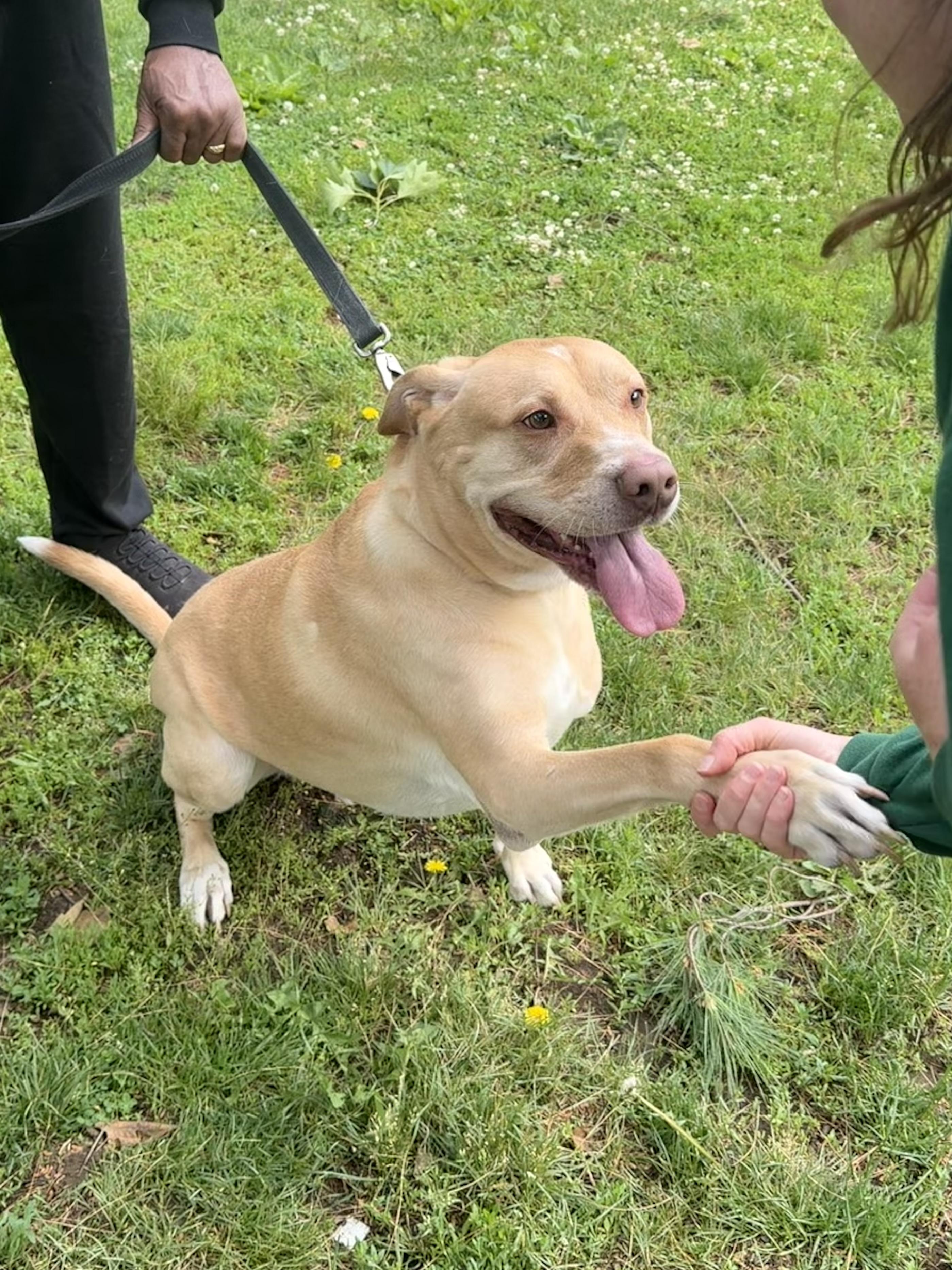 Enlarge Major, a Adoptable mixed breed in Philadelphia, PA image 2/6