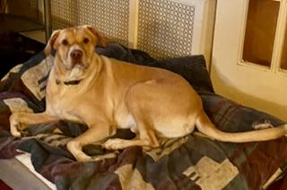 Enlarge Major, a Adoptable mixed breed in Philadelphia, PA image 3/6