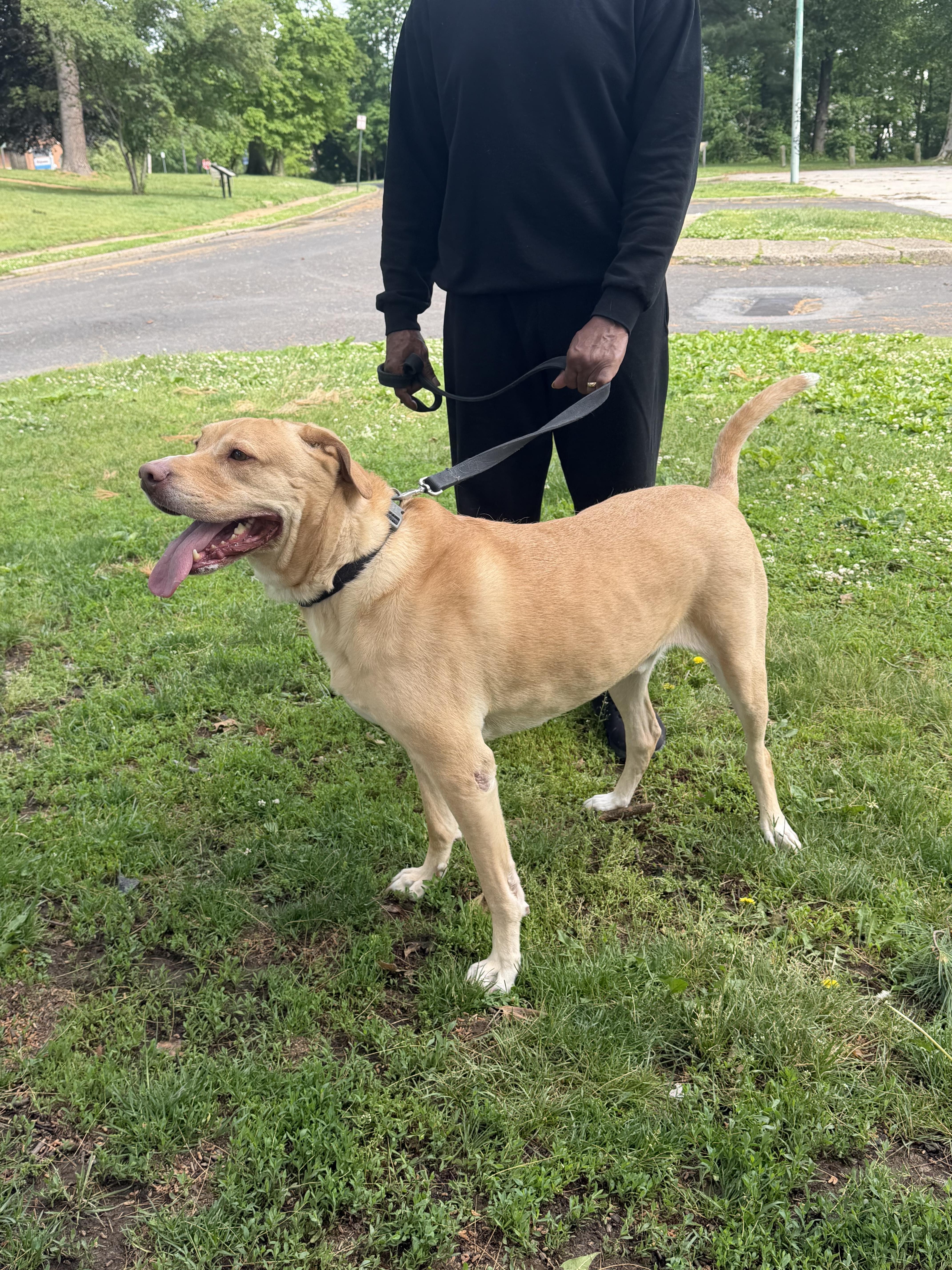 Enlarge Major, a Adoptable mixed breed in Philadelphia, PA image 5/6