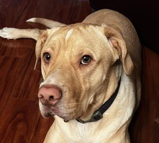 Enlarge Major, a Adoptable mixed breed in Philadelphia, PA image 6/6