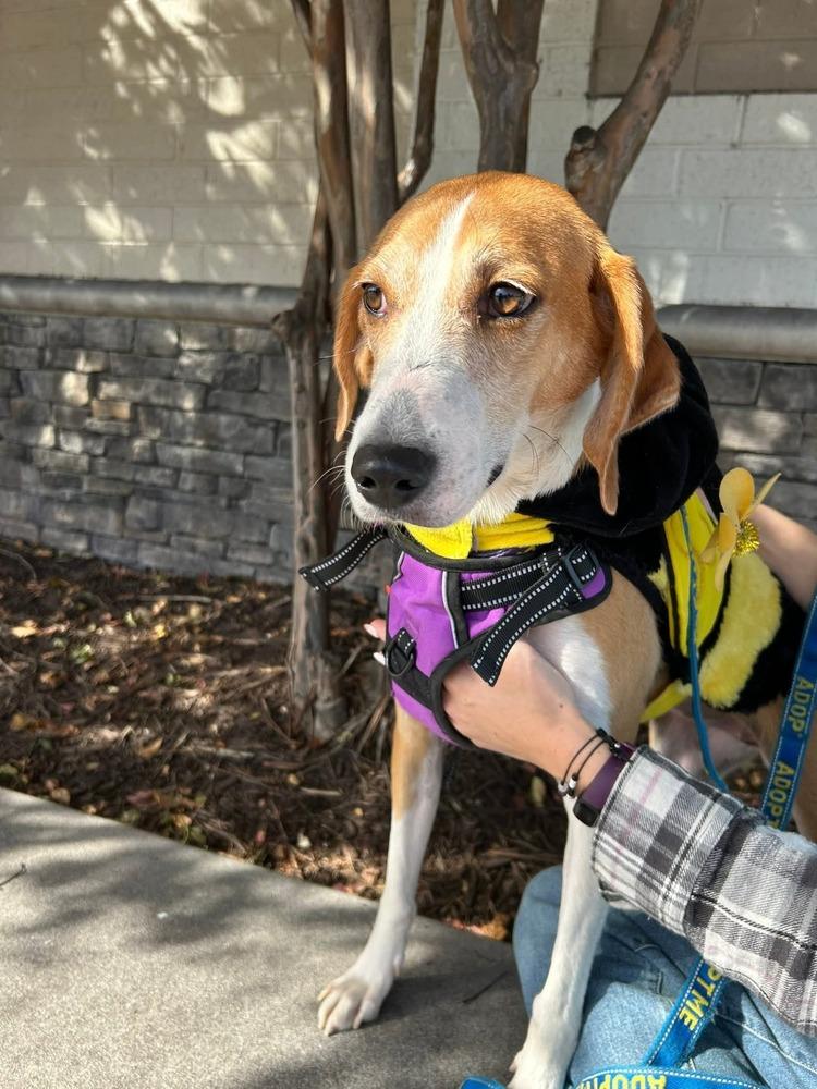 Enlarge Delilah, a Adoptable mixed breed in Youngsville, NC image 1/4